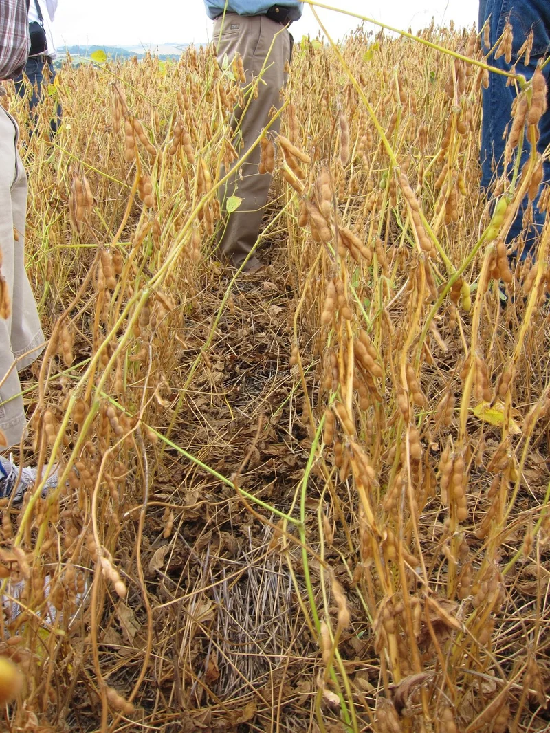Copasul’s US$198 Million Soybean Plant Bets on Mato Grosso do Sul