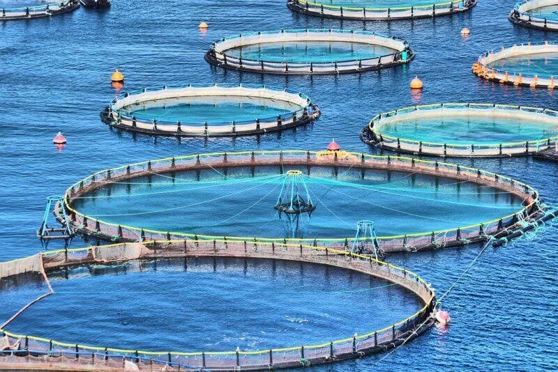 Fisheries transformation plan being prepared