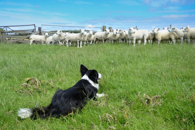 Woman and young boy hospitalised after dog attack in Co Clare