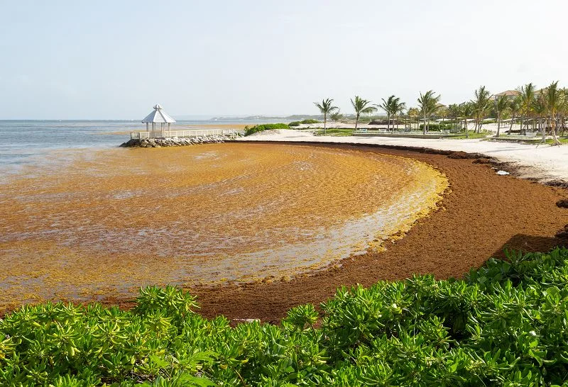 Mexico Buys Its Biggest Sargassum Ship as the Riviera Maya Hits 96,000 Tonnes