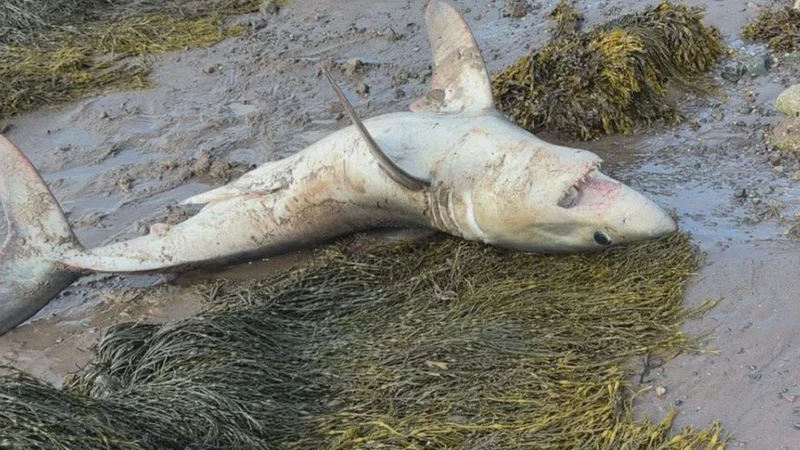 Beached shark pulled to safety by New Brunswick teen