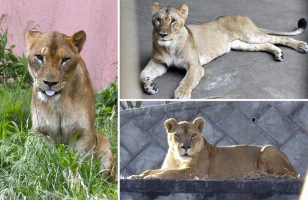 3 lions at western Tokyo zoo die of suspected heat-related causes