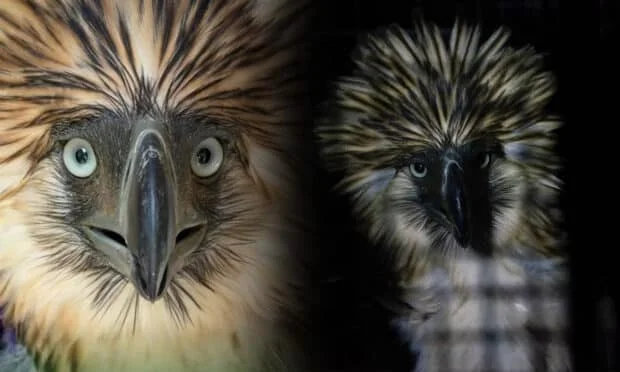 Rescued Philippine eagle died of bacterial infection, PEF says
