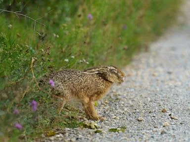 What to know about 'rabbit fever' amid 3 probable cases reported in New York