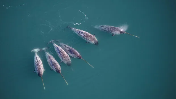New research discovers the twisty secret behind the narwhal's unusually straight tusk