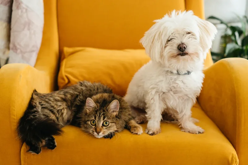 Can your pet sense earthquakes? Here’s what research says