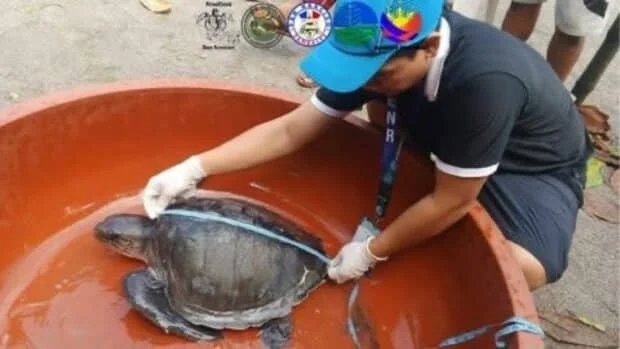 2 sea turtles rescued, released in Zambales amid habagat