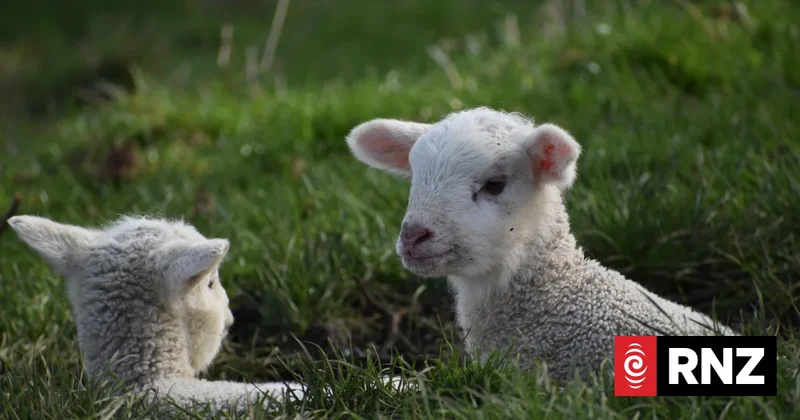 Shearer Dylan Manthey sentenced for inflicting 'extreme violence' on lambs