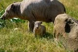 Rare Babirusa Piglet Born at Chester Zoo Is the Size of a Grapefruit and Offers Hope for a Vulnerable Species