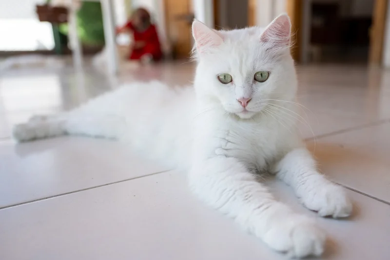 Türkiye’s Ankara cats go live 24/7 to protect rare breed