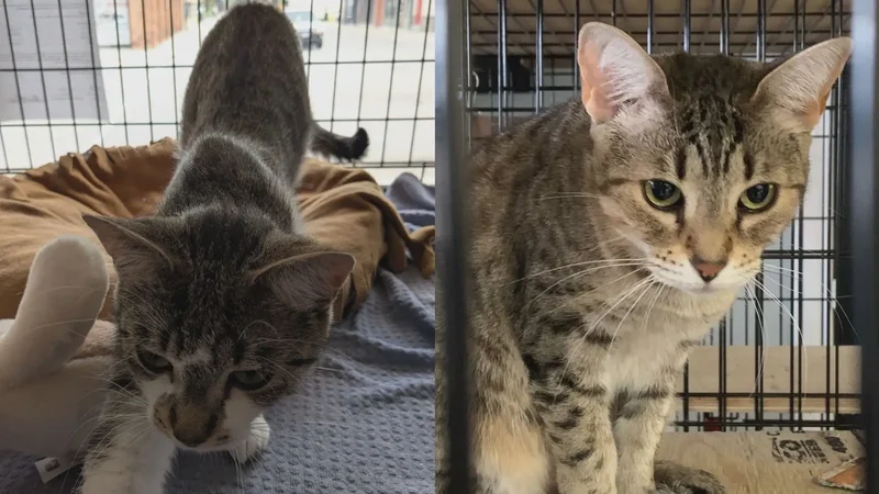 London-area animal rescue faces $200K bill after cats seized by province