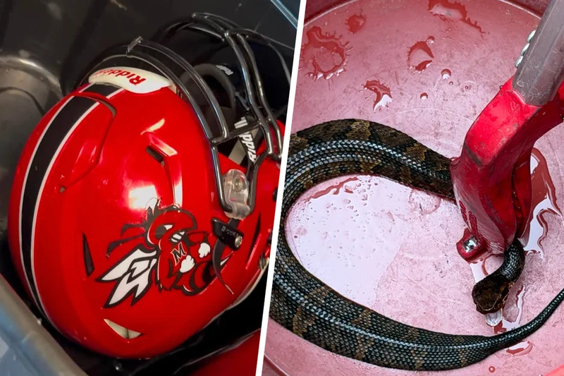 Arkansas high school football player finds deadly snake was in his helmet while he practiced for an hour