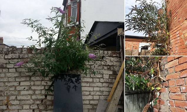 The new Japanese knotweed: Urgent warning over 'bombsite plant' that can force apart brickwork, chimneys and roofs