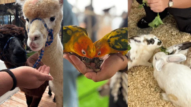 TOPS Petting Park brings families closer to friendly animals in Cebu