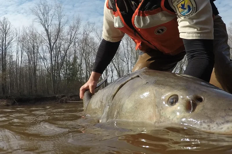 Some fish swimming in the Great Lakes could be upward of 400 years old, new study finds
