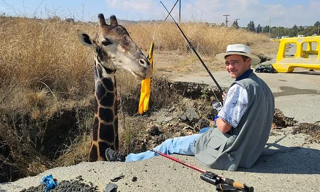You think our potholes are bad? South African mayoral candidate poses with stuffed giraffe to show sheer size of crater