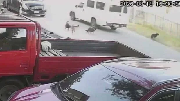 Dog euthanized after hit-and-run in Tagbilaran
