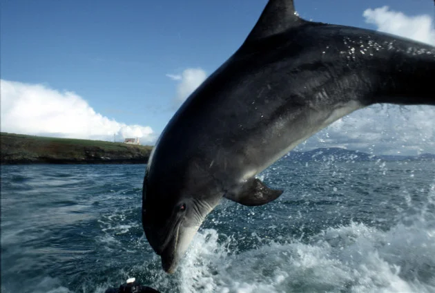 Fungie was a mix of two different bottlenose dolphin populations native to Irish waters