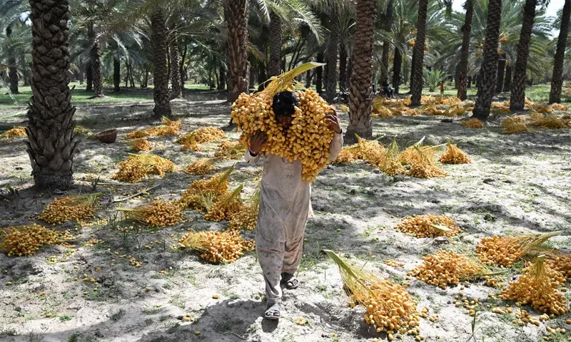 Date workers toil through rising heat in Sindh