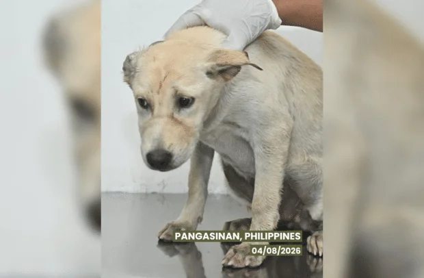 Dog 'Tala' spared from slaughter in Pangasinan