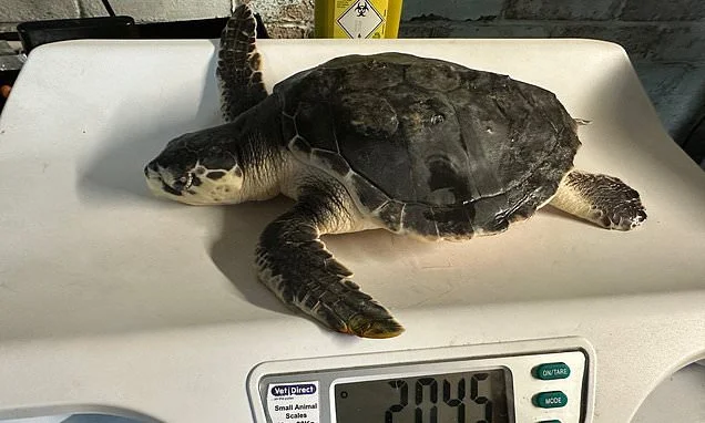 He's been to shell and back! Rhossi, one of the world's rarest turtles is FLOWN home after washing up on UK beach