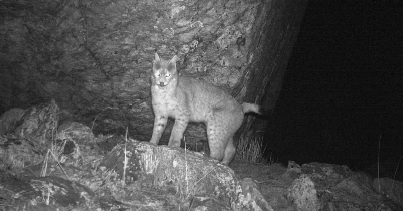 Rare Eurasian lynx recorded on camera traps in Sikkim