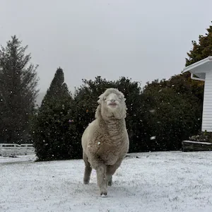 Snow hits rural Gisborne, colder nights forecast ahead