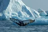 Whales Once Rare Along East Greenland Now Gather by the Thousands in Feeding Frenzies