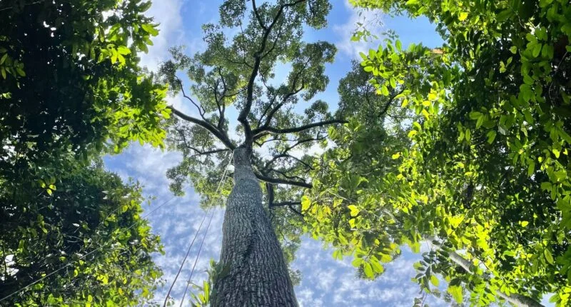 Giant trees break a decades-old scientific theory