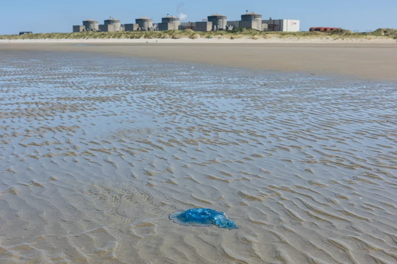 Jellyfish Swarm Overwhelms Nuclear Power Plant For The Second Time In 2 Years