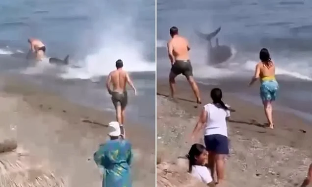 Some fin isn't quite right... Panicked swimmers race to escape 'shark' at Marbella beach - but it's a tuna