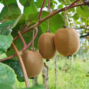 Bay of Plenty company Indo Kiwi Horticulture, former director ordered to pay more than $400,000 for migrant exploitation