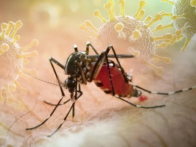 Global warming ‘expands spread’ of TBE, chikungunya