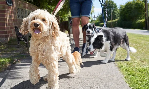 Dog leads longer than two metres are banned in France, with owners facing £130 fines