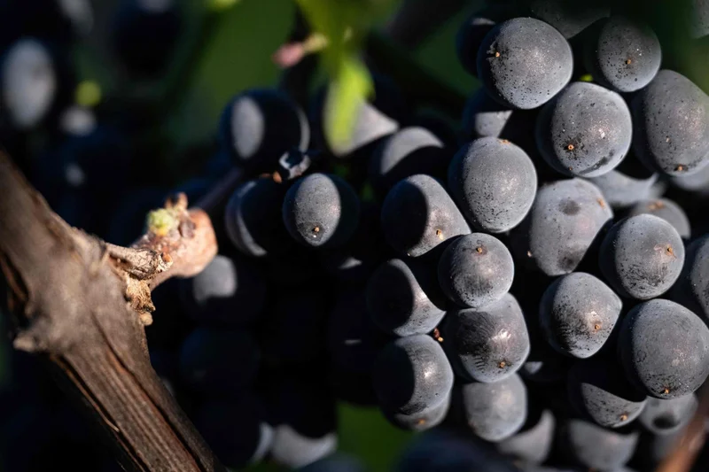 Earliest-ever harvest for France's Champagne region after heatwaves