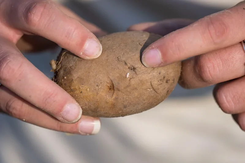 South Korean farmers find potatoes ‘boiled’ in ground by record heat: ‘I’m so upset’
