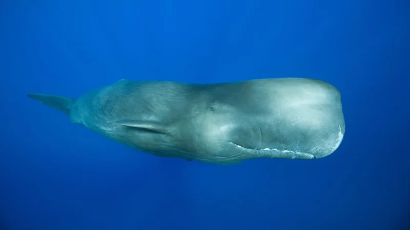 'Like a jail door slamming': Male sperm whales' mysterious rhythmic clanging is the loudest communication sound of any animal