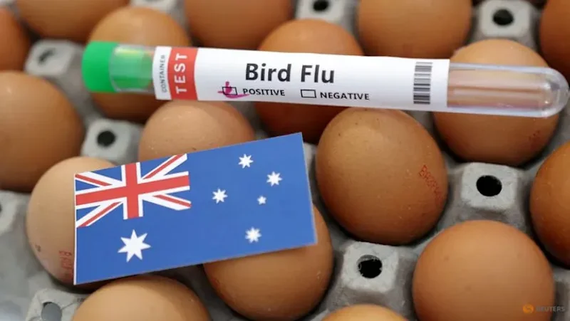 Australia confirms first H5N1 bird flu case in local mammal