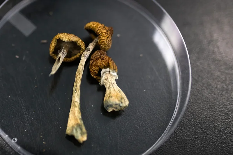 First-of-its-kind clinic treats psychedelic side effects