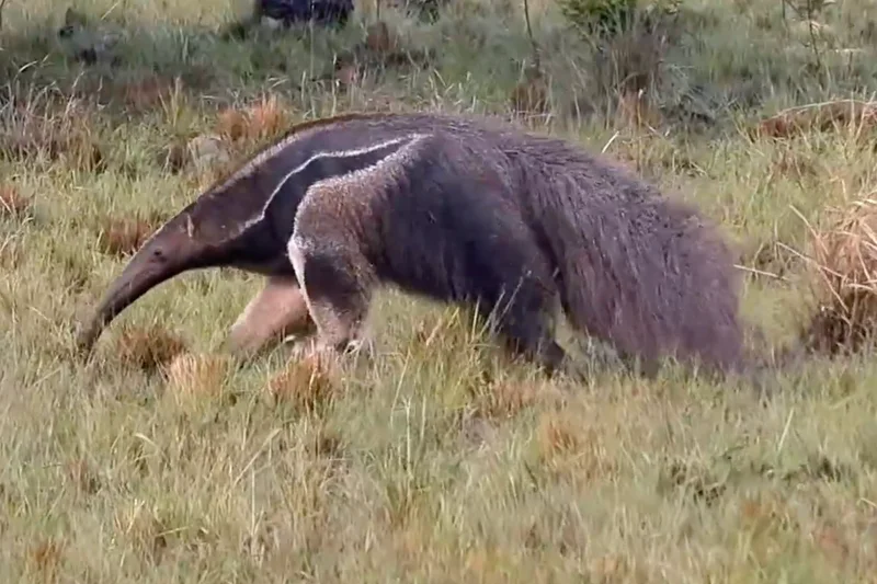 25-year-long study reveals giant anteaters alter behaviour due to rising temperatures