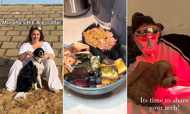 Middle-class dog owners are 'biohacking' their pets with red light therapy, £55 'energising' collars and 'carnivore platters' in the hopes they'll live longer. Now vets give their verdict on whether it's actually worth it...
