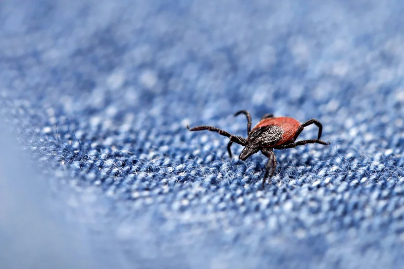 Ticks that cause Lyme and other diseases have migrated south. Are doctors ready?