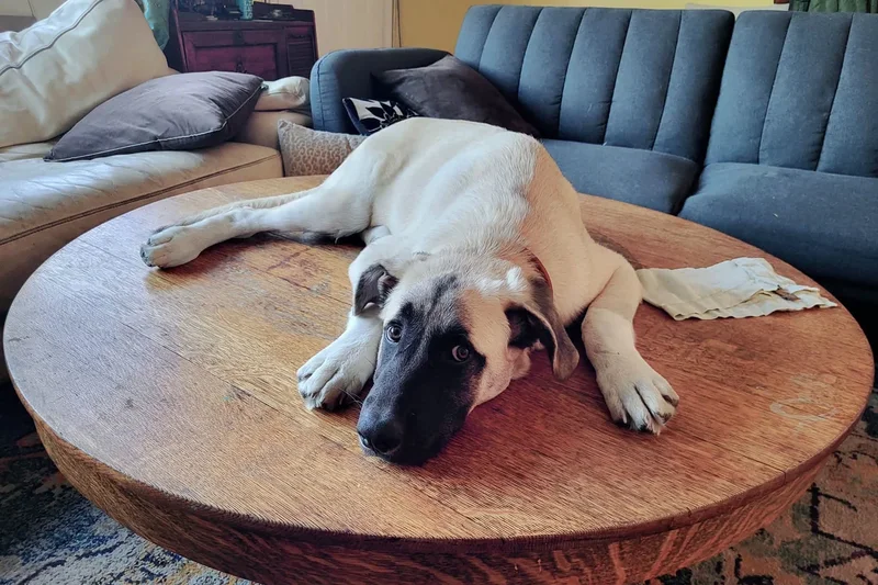 California dog is euthanized even though the case to save it reached the Supreme Court