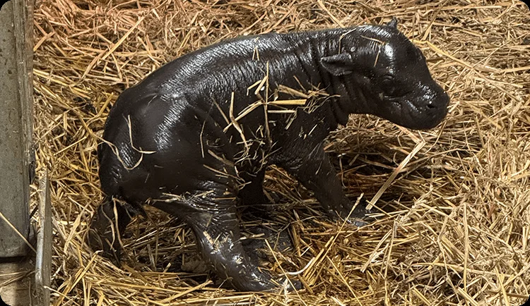 Toronto Zoo announces birth of endangered pygmy hippopotamus