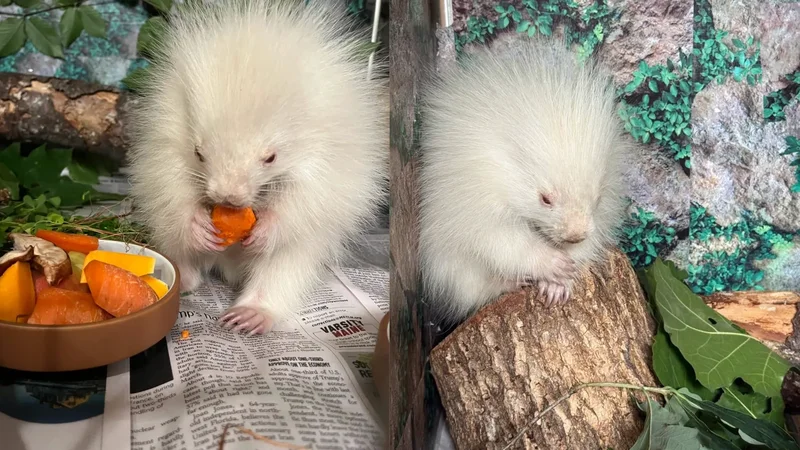Rare baby albino porcupine rescued in Maine