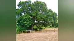 Measures in place to protect historic oak tree
