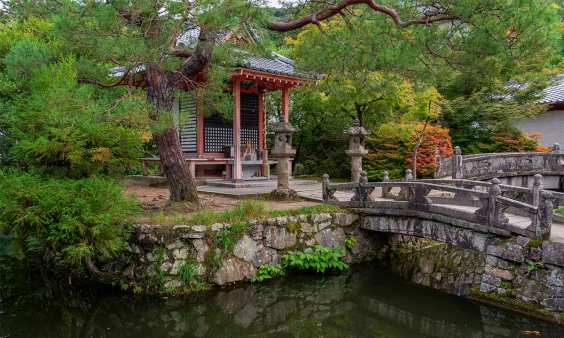 The Secret Lives of Japanese Temple Frogs