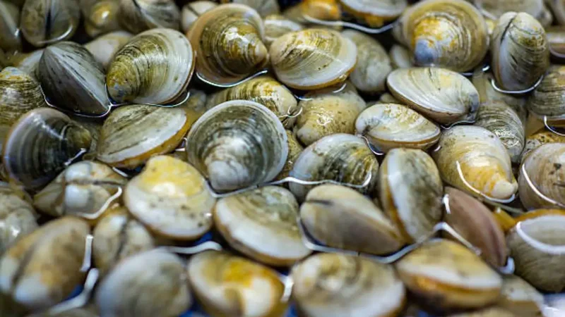 Florida scientists turn 39 surviving clams into 65 million