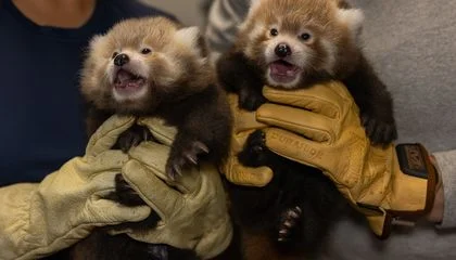See the Cutest Photos of Three Red Panda Cubs Born at the Smithsonian's Conservation Biology Institute This Summer