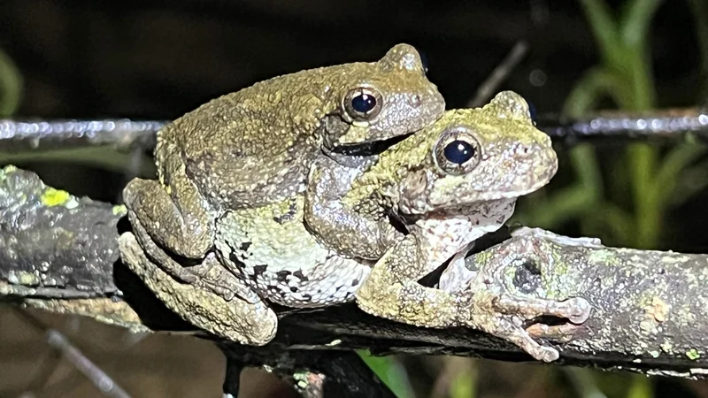 ‘Less desirable’ males confuse female treefrogs looking for a mate